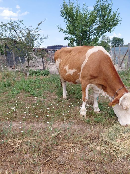 Vand vaca baltata de 7-8 ani