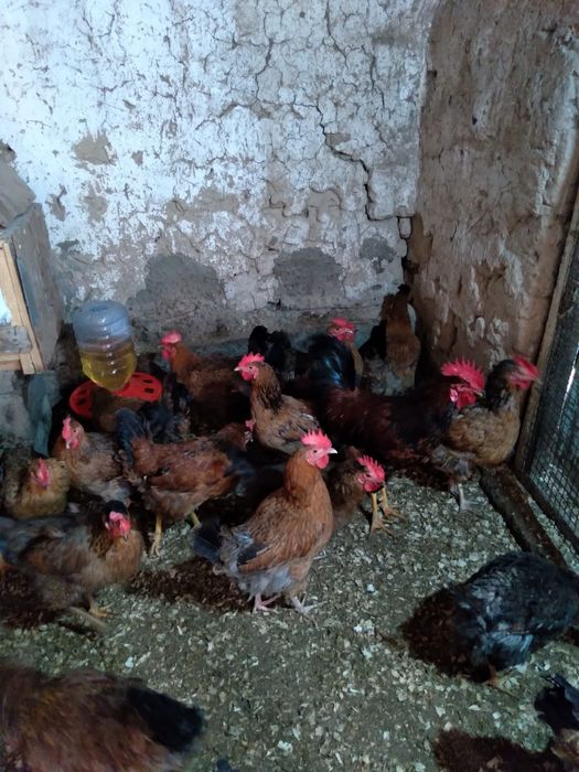 Продаётся Яйцо инкубационный