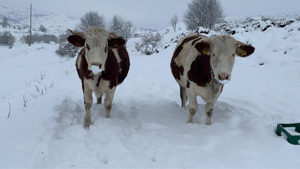 Vand juninci gestante