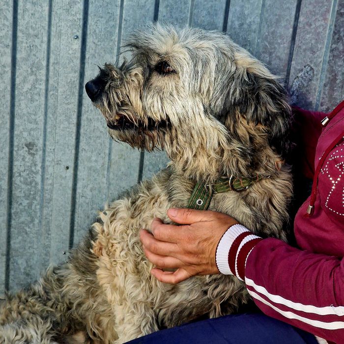 Собака Дымок из приюта Хвостатый Рай