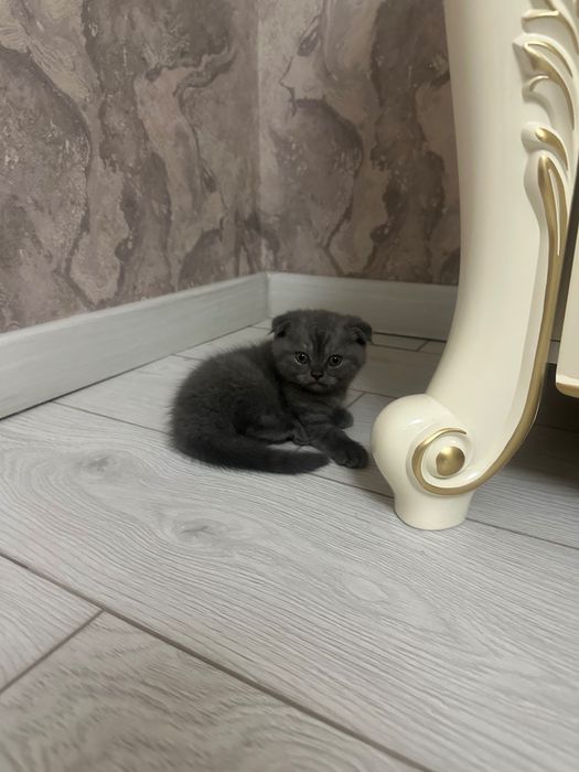 Шотландский вислоухий, котята