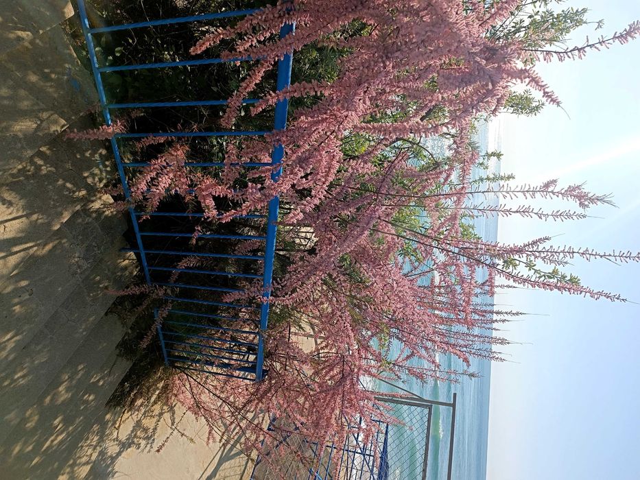 Апартамент под наем