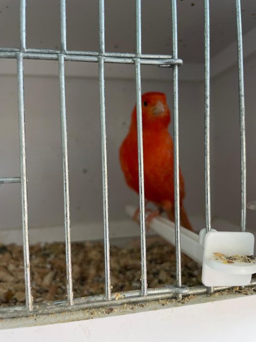 Vand canari si pasari tinere