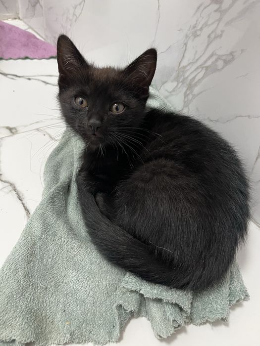 кошка 2 месяцааа