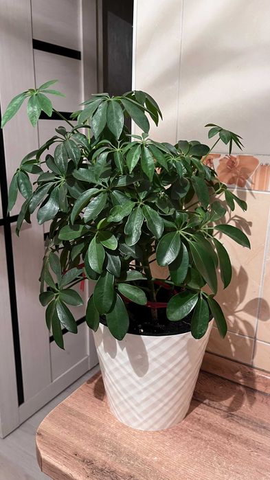 Комнатные растения