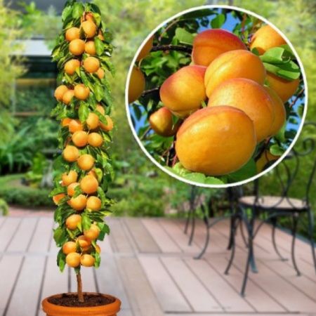 Pomi fructiferi columnari