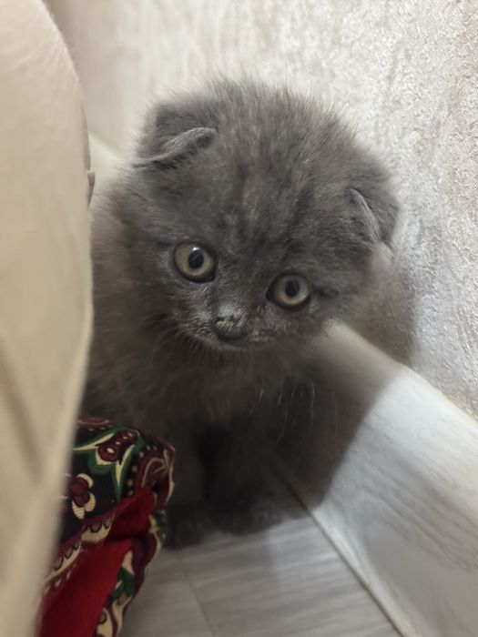 котенок породистый