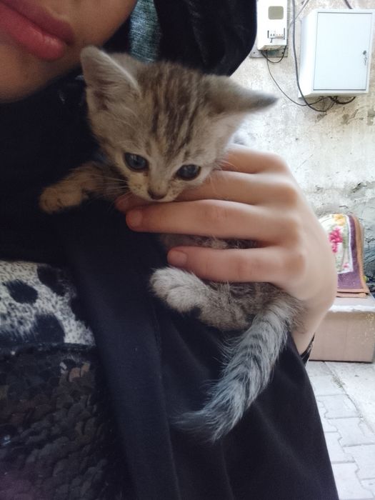 Отдам котенка 3 месяца