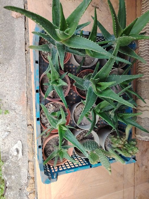 Цветя кактуси, дървото на живота