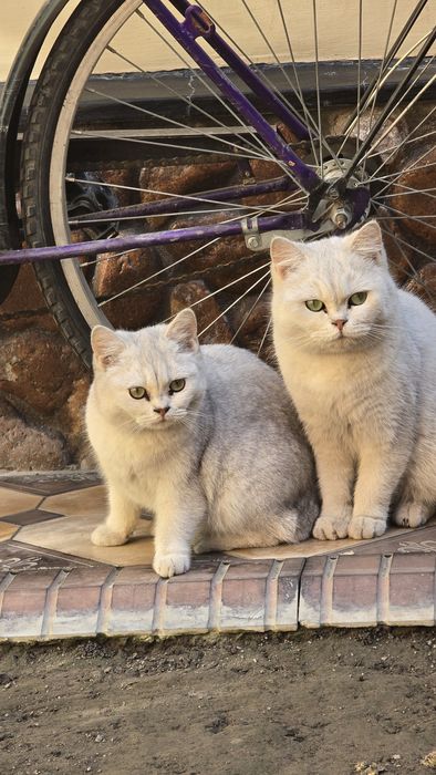 Britan Seribristiy Shenshila toza qon qiz va ug'il