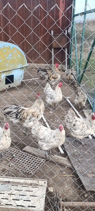 Яйца за люпене от легбар опал , легбар крем и австралорп