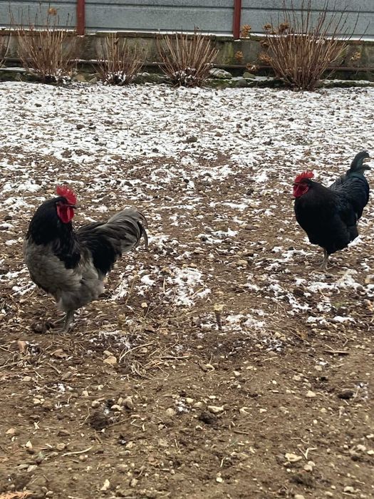 Петли Черен астролоп