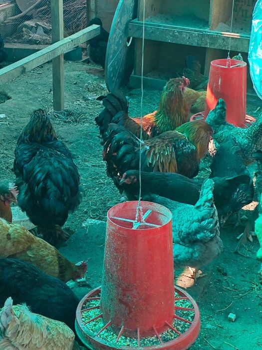 Брама петух модный