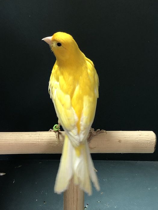 Канарейка (кенор) самец