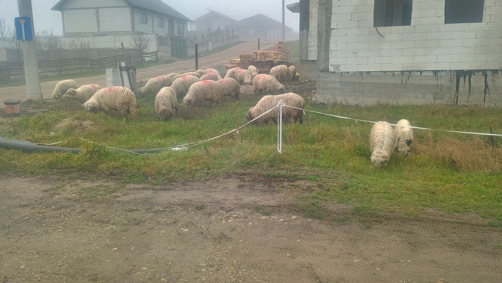 Oii Miei Berbeci de vînzare