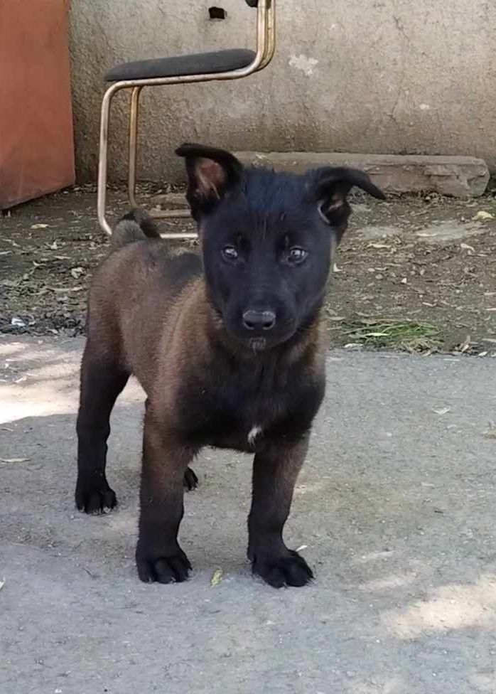 Ciobanesc belgian malinois Otopeni • OLX.ro