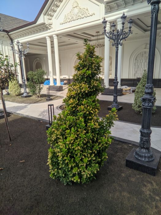 Shamshod bravo , eyonomus