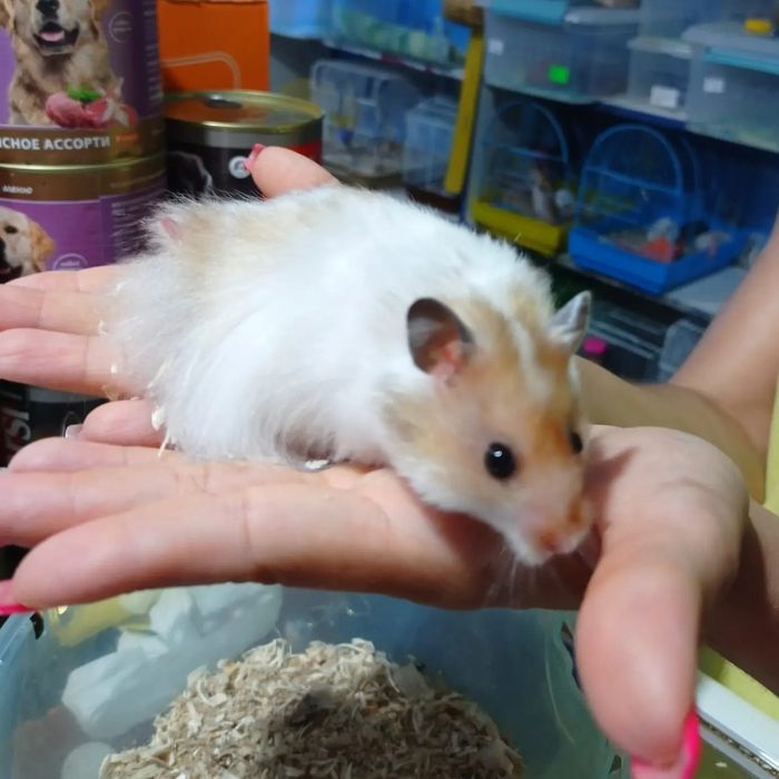 Сирийские хомяки