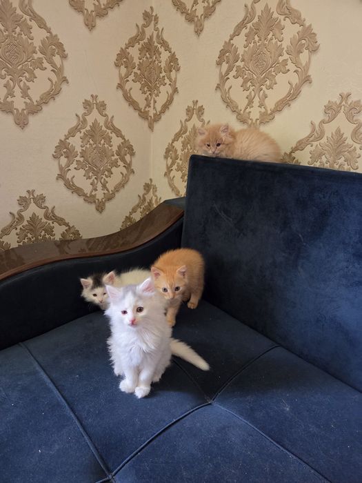 Котята в хорошие руки