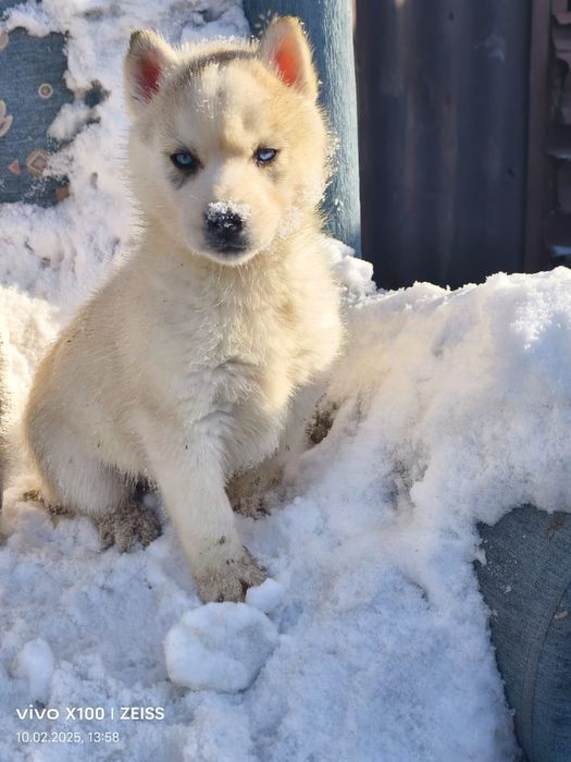 Очаровательные щенки хаски.