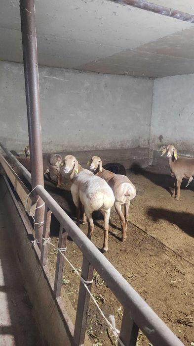 Қўйлар 4 дона хасаки