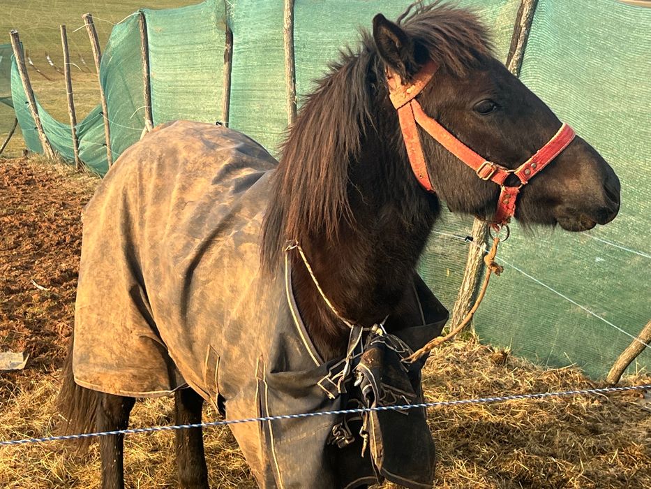 Каракачанска кобила.