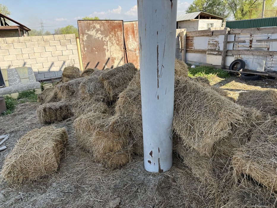Сено для крупно рогатого скота