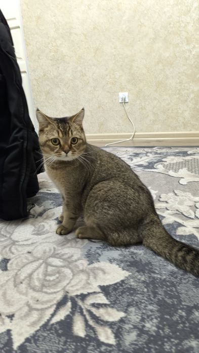 Qiz mushuklarni uchrashuvga taklif qiladi.