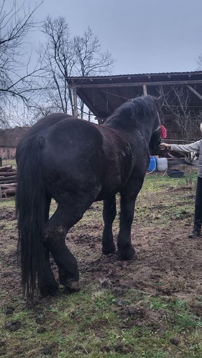 Vând mânz negru greu