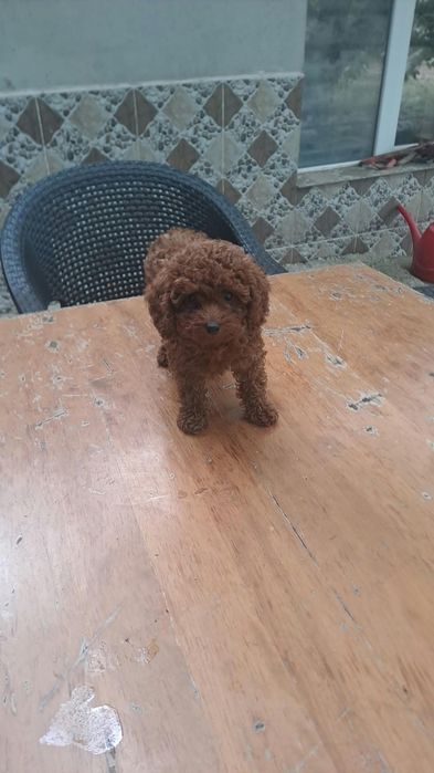Toy Poodle Пудел