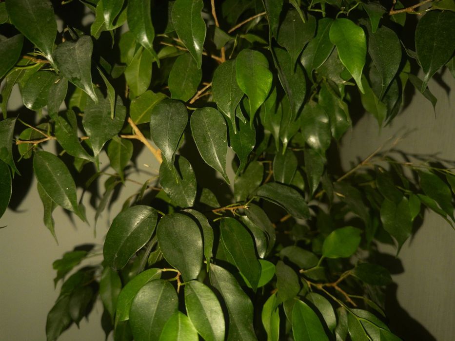 Комнатные цветы "Фикус Бенджамина"