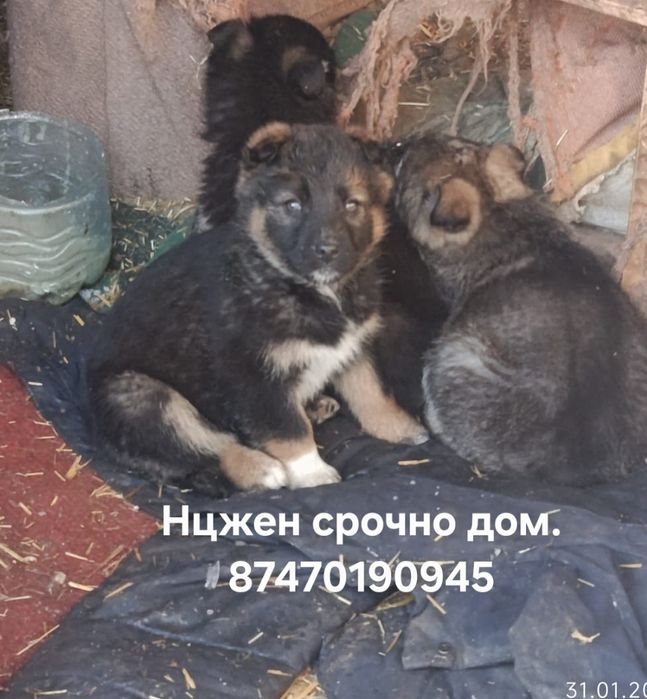 Малышке нужен дом