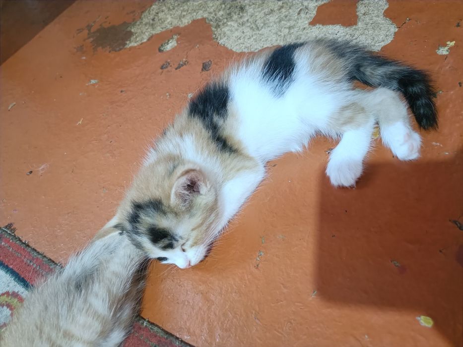 Пародистые котята. МЫСЫК