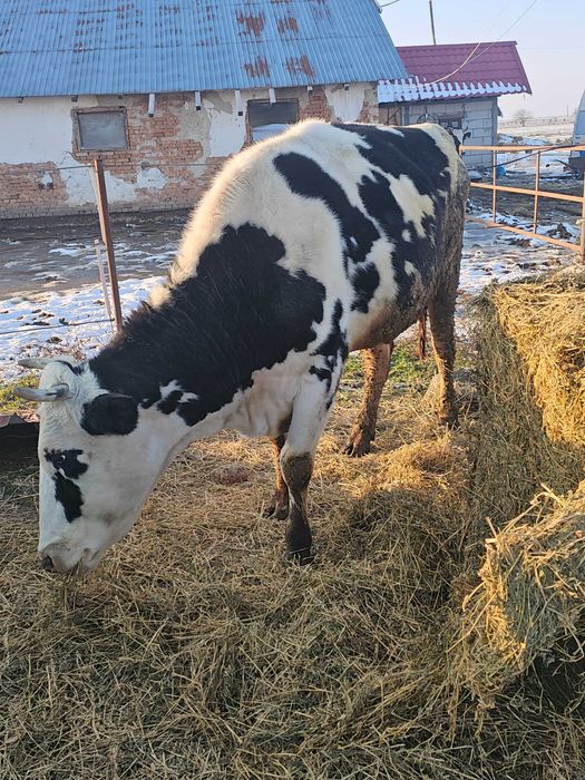 Ofer spre vanzare 10 vaci