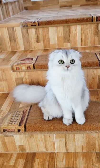 Fetiță Scottish Fold Longhair – pedigree