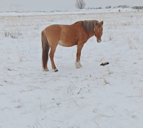 Айғыр сатылады жуас мінгі ұйырде жур