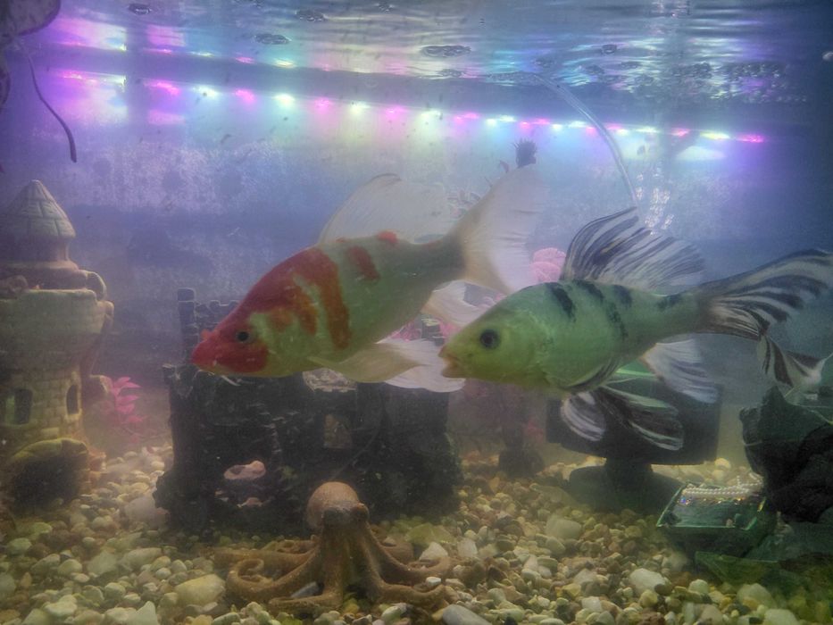 Продам рыбок карп кои