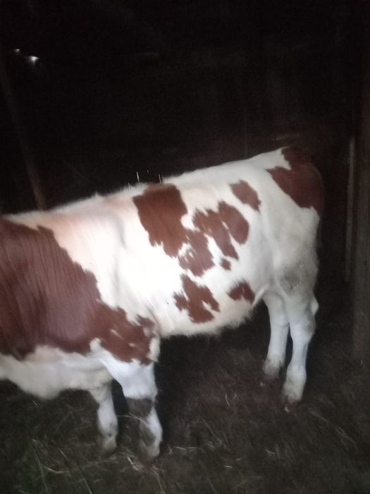 Vând vițel mai multe detalii la telefon
