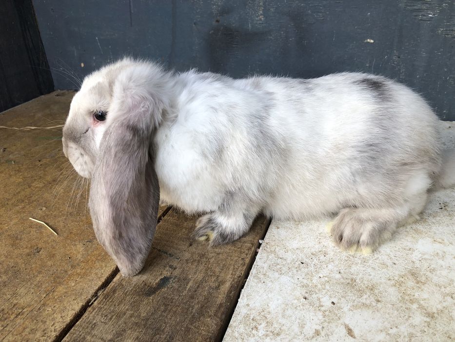 Berrbec German Masculi