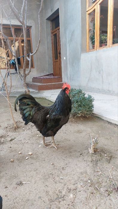 JEFSI Zotli Jo'jalar sotiladi