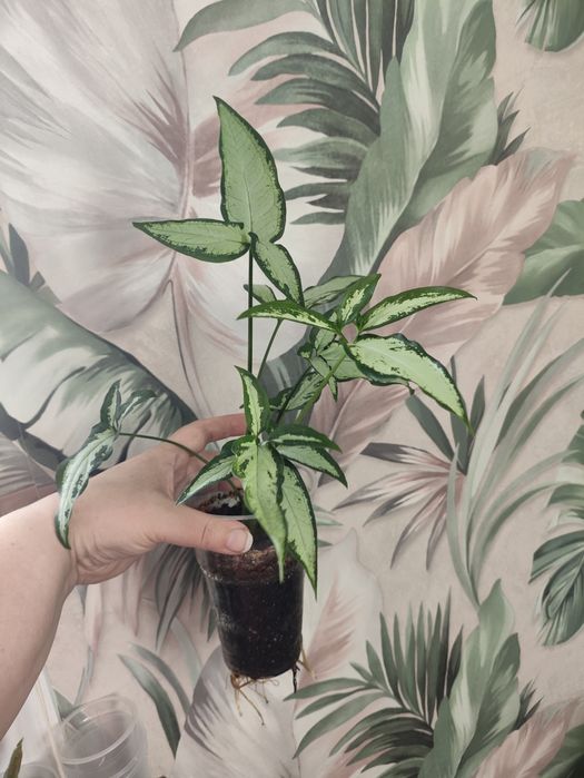 Сортовые сингониумы