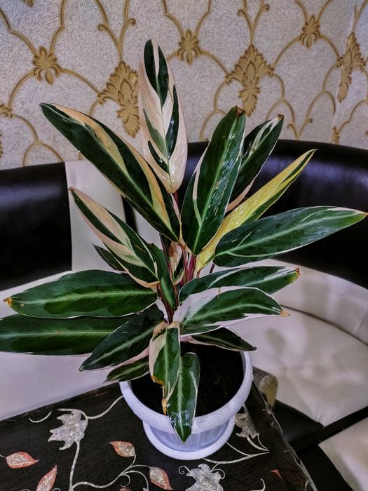 Растения. Доставка