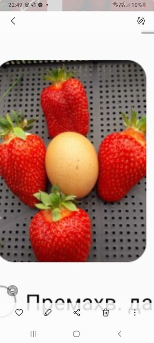 Целогодишен разсад малини и ягоди от производител