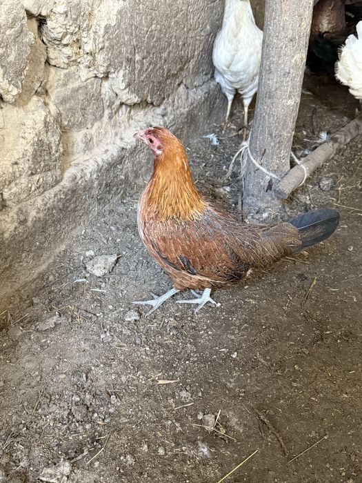 Утки куры индюки