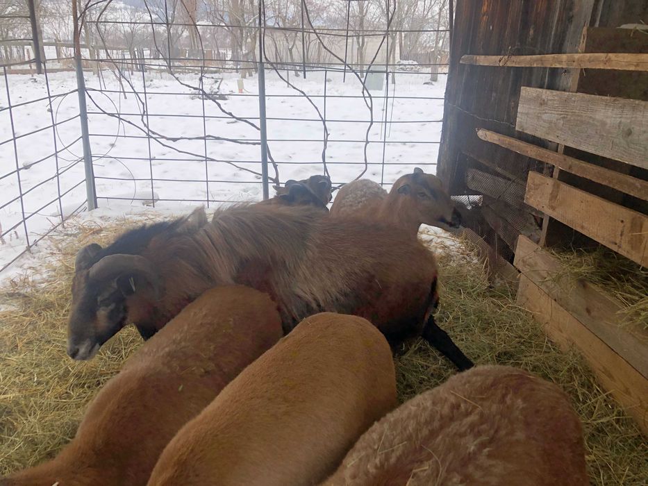 oi camerun aparat de tuns bio