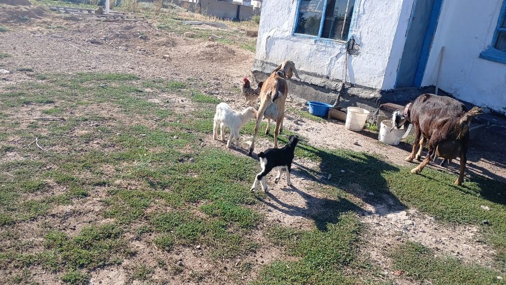 Продам козу с козлятами.