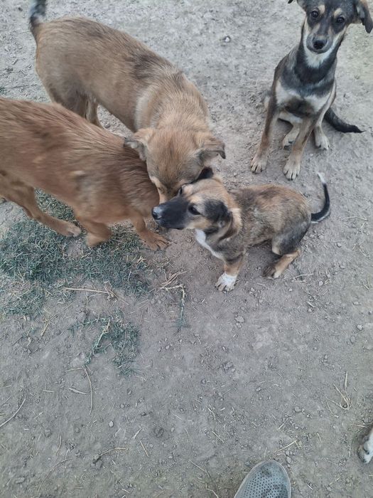 Отдам даром в хорошие руки