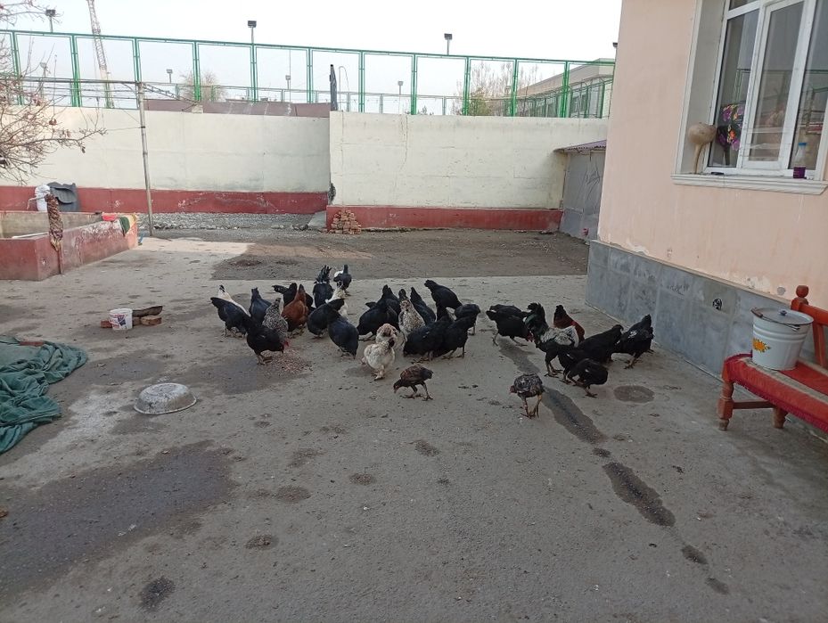 Xonaki uy tovuqlari sotiladi.