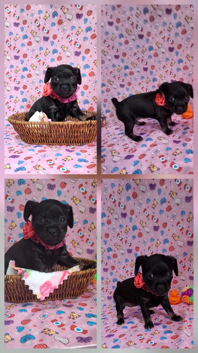 Щенок русский той терьер