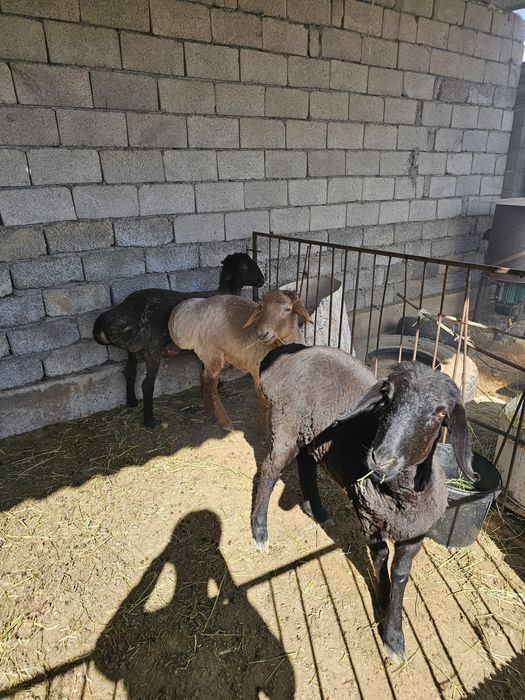 1 қошқар, 2 ұрғашы қой